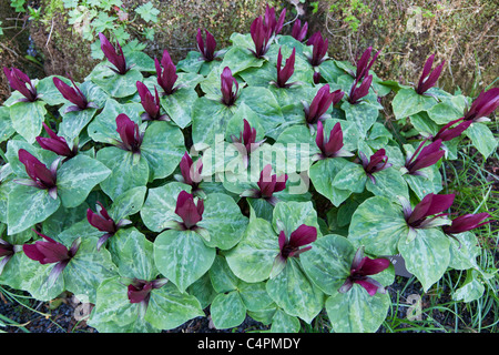 Trillium sessile Perennial Stock Photo