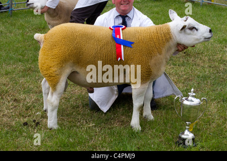 Best of breed white-face Texel prize-winning sheep, animal, award, rosette, ribbon, competition, symbol, winner, show, head, harness, purebred, success, badge, win, winner, at summer Agricultural show, UK Stock Photo