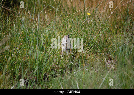 young marmot in the grasses of yosemite national park Stock Photo