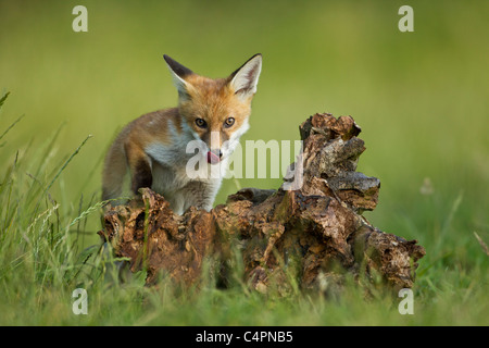 Fox Cub playing with a tree stump in evening light (Vulpes vulpes) Stock Photo