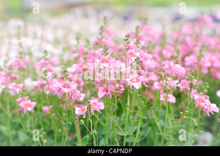 Blooming Twinspur Flowers, spring meadow Stock Photo