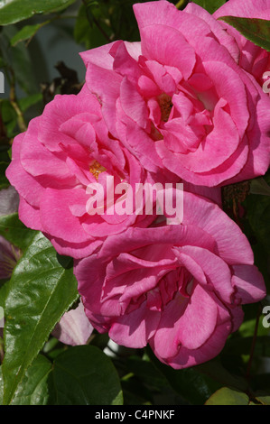 Rose 'Zephirine Drouhin' Stock Photo