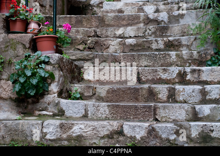 Flower pots on steps in narrow street, Dubrovnik, Croatia Stock Photo