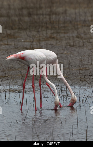 [Greater Flamingo] [Phoenicopterus ruber] feeding in the endorheic [Fuente de Piedra] lagoon Stock Photo