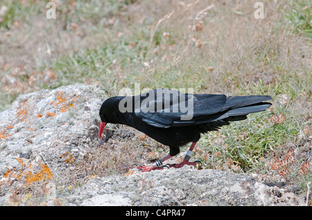 A cornish Chough searching for food on the Cornish Cliffs Stock Photo