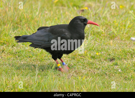 Cornish Chough in West Penwith. Stock Photo