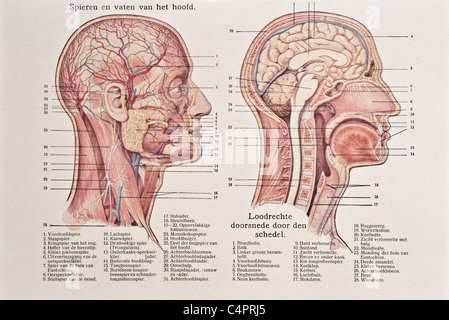 Antique medical illustration of skull, cranium, brain, head, face Stock Photo