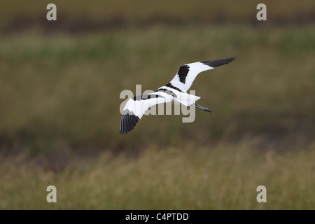 Avocet [Recurvirostra avosetta] in flight at the [Fuente de Piedra] endorheic lagoon in Andalucia, Spain. Bill not visible. Stock Photo