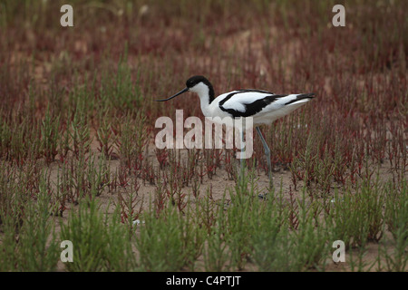 Avocet [Recurvirostra avosetta] at the [Fuente de Piedra] endorheic lagoon in Andalucia, Spain Stock Photo
