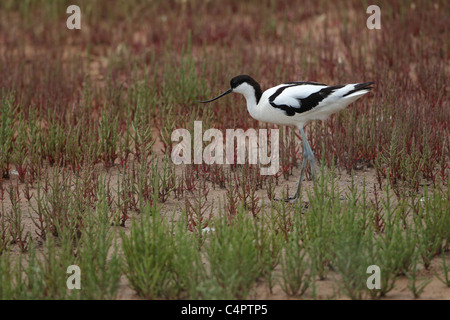 Avocet [Recurvirostra avosetta] at the [Fuente de Piedra] endorheic lagoon in Andalucia, Spain Stock Photo