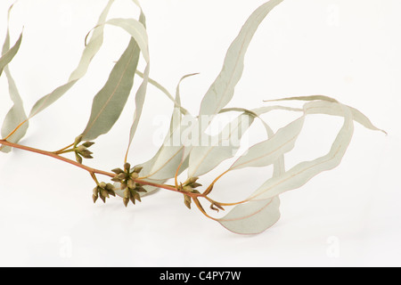 Close-up of dried eucalyptus leaves and buds on white background Stock Photo