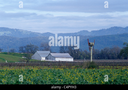 Napa Valley Vineyard With Barn St Helena California Stock Photo
