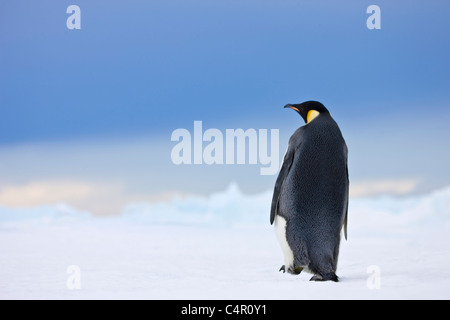 Emperor Penguin on Snow Hill Island, Antarctica Stock Photo