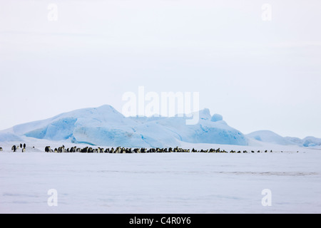 Emperor Penguin rookery, Snow Hill Island, Antarctica Stock Photo