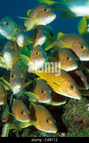 Schoolmaster snapper (Lutjanus apodus), schooling, Stock Photo