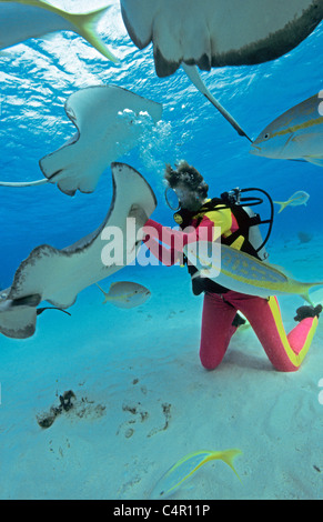 Scuba dier playing with Southern Stingrays (Dasyatis americana), Stingray city, Cayman islands, Caribbean sea Stock Photo