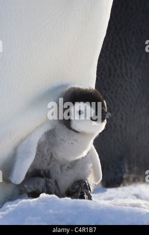 Emperor Penguin chick on parent's feet on Snow Hill Island, Antarctica Stock Photo