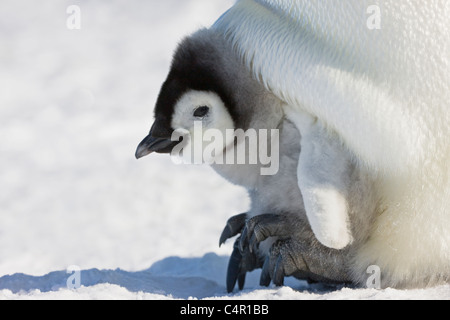 Emperor Penguin chick on parent's feet on Snow Hill Island, Antarctica Stock Photo