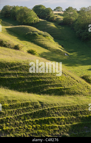 Chalk downs at Heddington, Wiltshire, England, United Kingdom, Great Britain, UK ,GB Stock Photo