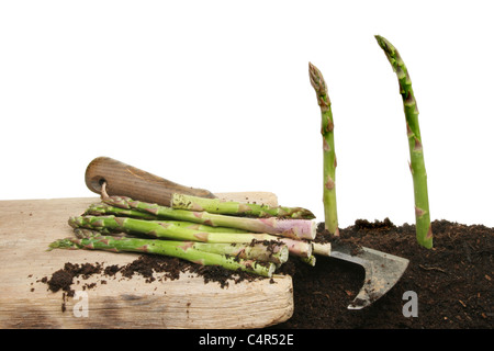 Cutitng asparagus spears growing in soil Stock Photo