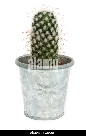 Single cactus in a silver pot isolated on white Stock Photo