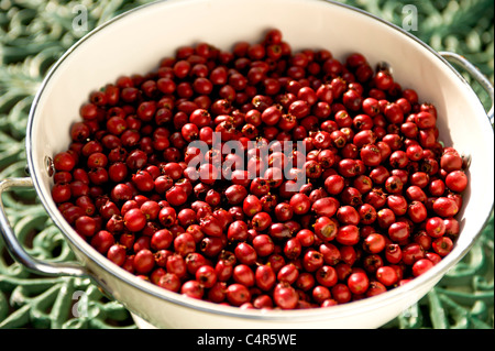 Haw berries in a white colander on a traditional green cast iron table. Stock Photo