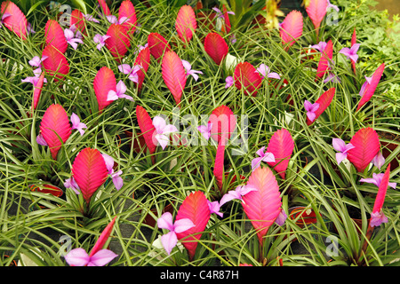 Tillandsias. Garden Center. Cambrils, Tarragona, Catalonia, Spain (Tillandsia cyanea) Stock Photo