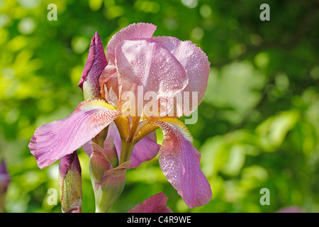 Iris germanica Stock Photo