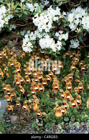 These Disney-like little creatures, with their lovely but comic ‘faces’ are Calceolaria ‘Walter Shrimpton’.  Stock Photo