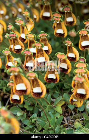 hese Disney-like little creatures, with their lovely but comic ‘faces’ are Calceolaria ‘Walter Shrimpton’.  Stock Photo