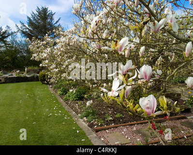 Magnolia grandiflora 'Goliath' tre in summer garden Stock Photo