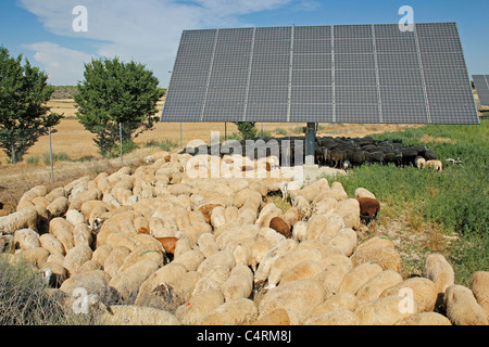 Flock in a solar park. Arbeca, Lleida, Catalonia, Spain. Stock Photo