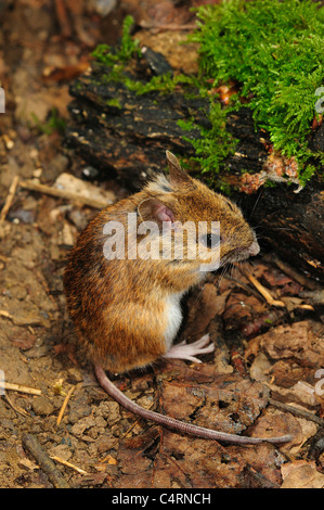 A wood mouse (Apodemus sylvaticus) sitting on the forest floor UK Stock Photo