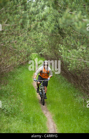 Mountain biker rides through Thetford Forest Park, England, United Kingdom Stock Photo