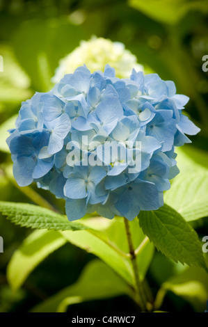 Single blue Hydrangea flower growing in a garden Stock Photo