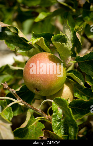 Red apple growing on an apple tree in a UK garden Stock Photo