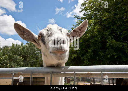 Transgenic Goat peering over fence. Stock Photo