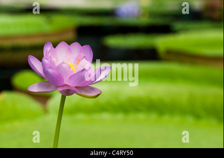Nymphaea Carpentariae 'Julia Leu'. Waterlily Stock Photo