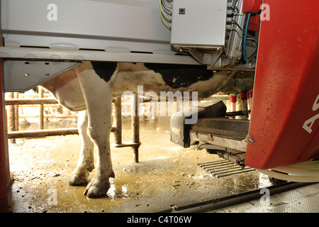 robot milking machine Stock Photo