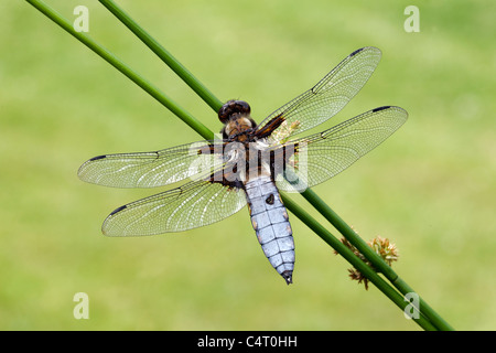 Broad-bodied chaser, Libellula depressa, single insect, Midlands, June 2011 Stock Photo