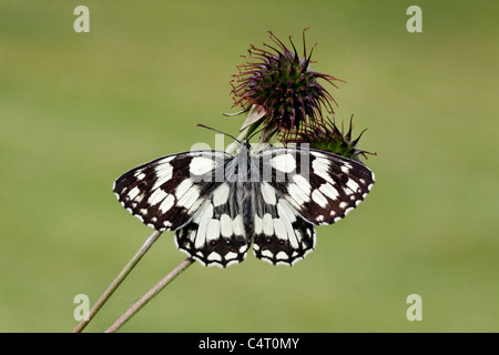Marbled white, Melanargia galathea, single insect, Midlands, June 2011 Stock Photo