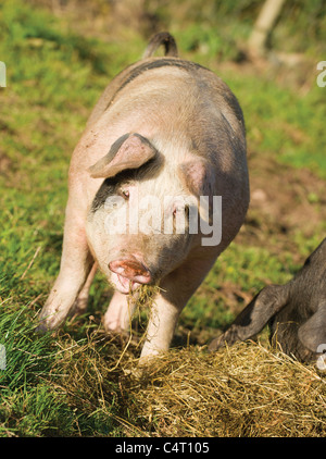 Saddleback crossed with pietrain pig pigs free range field farm farming agriculture Scotland UK Stock Photo