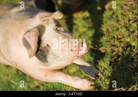 Saddleback crossed with pietrain pig pigs free range field farm farming agriculture Scotland UK Stock Photo
