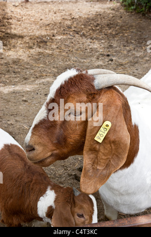 Goats 'Boer',  mother with kid. Stock Photo