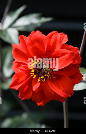 Dahlia 'Bishop of Llandaff' Stock Photo