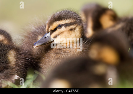 Mallard; Anas platyrhynchos; duckling Stock Photo
