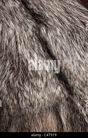 Silver fox fur texture as vertical background Stock Photo