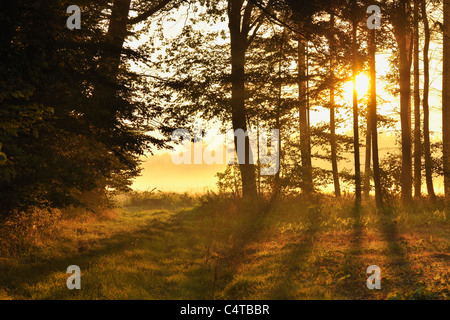 Forest, Marktheidenfeld, Franconia, Bavaria, Spessart, Germany Stock Photo