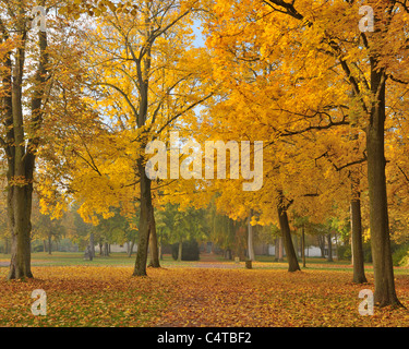Autumn maple (Acer), Bavaria, Germany Stock Photo - Alamy