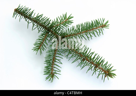 Blue Spruce (Picea pungens), twig. Studio picture against a white background. Stock Photo